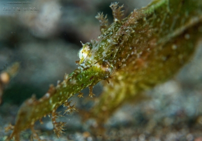 Philippines 2023 - Anilao - DSC06470 Robust ghost pipefish  Poisson-fantome dherbier  Solenostomus cyanopterus